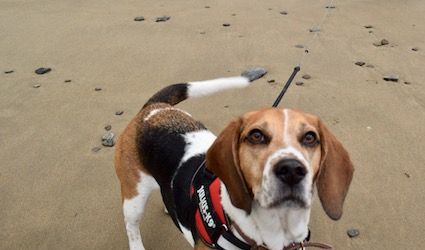 Beagle Dog Holiday Blog - Day Two, Gwbert, Mwnt and Tresaith