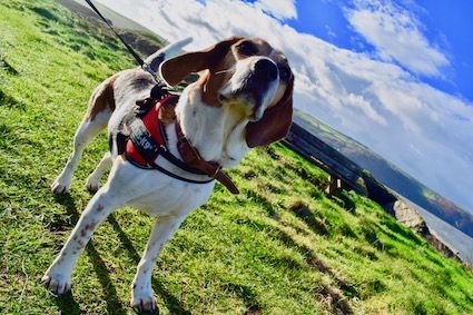 Beagle Dog Holiday Blog - Day Three, Morgan Beach, Cardigan Castle, Cilgerran Castle, Poppit Sands and Tresaith.