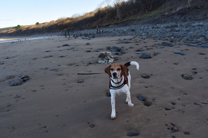 Beagle Dog Holiday Blog - Day Four, New Quay